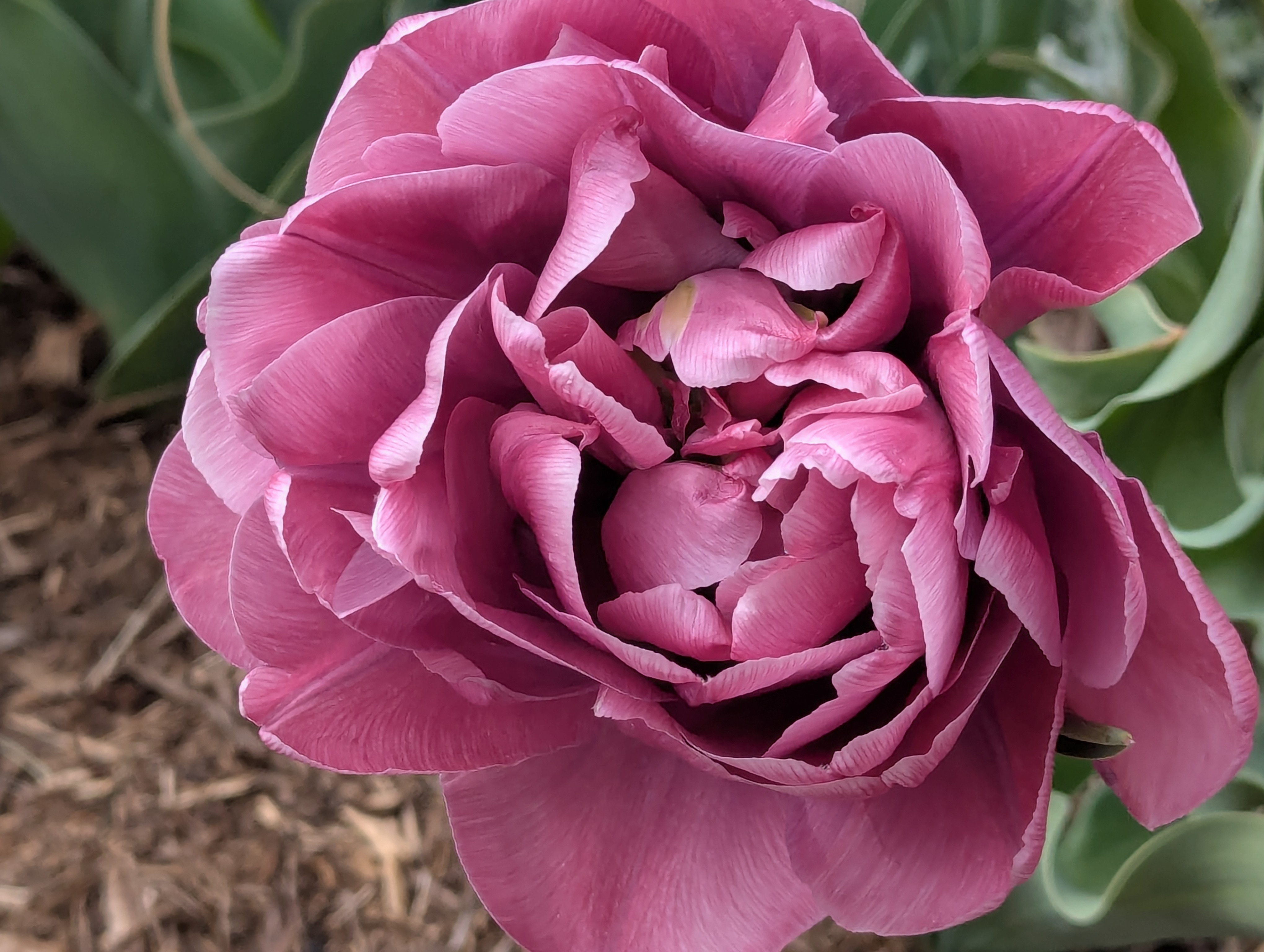 Garden, Flowers, Morrison, Colorado
